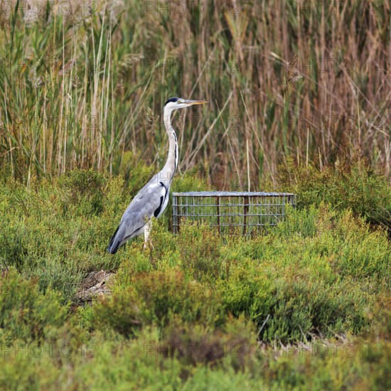 Grey heron (Ardea cinerea), attentive, Pont de Gau bird park, Camargue, France