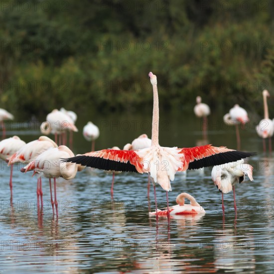 Pink flamingos (Phoenicopterus roseus), standing in the water, wings spread out, Pont de Gau bird park, Camargue, France