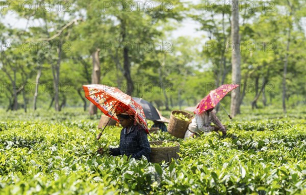 Tea estate workers plucking tea leafs using umbrellas at a tea estate during a hot summer day, in Numaligarh, India on June 12, 2025
