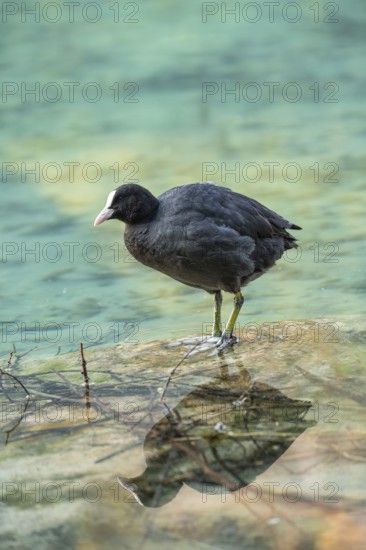 Eurasian Coot at the Hintersee near Ramsau in Berchtesgadener Land washing and a reflection in the crystal clear water of the lake