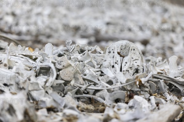 Bone of the white whale (Delphinapterus leucas), Bamsebu, Spitsbergen, Svalbard