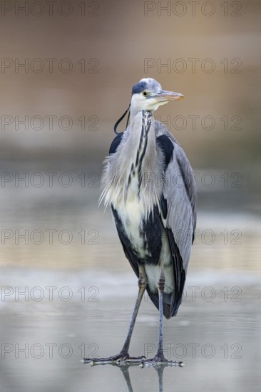 Grey heron (Ardea cinerea) Germany