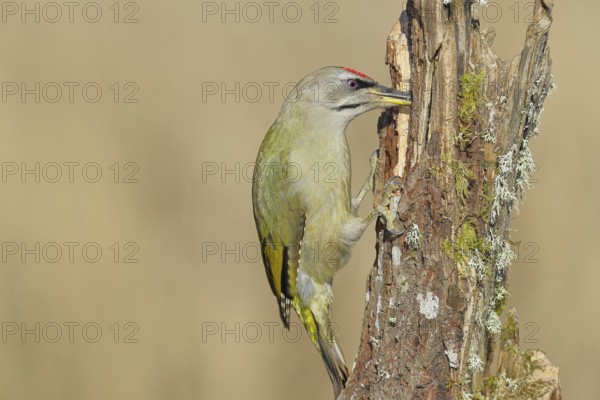 Grey-headed woodpecker (Picus canus), male sitting on a tree stump overgrown with moss and lichen, Wildlife, Woodpeckers, Birds, Nature photography, Wilnsdorf, North Rhine-Westphalia, Germany