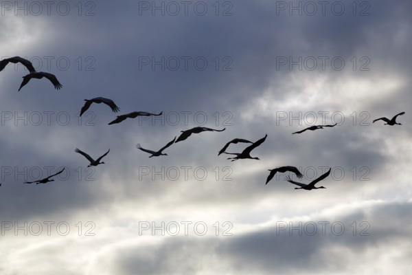 Cranes flying, grey crane (Grus grus), bird migration, silhouettes in the evening sky, Rehdener Geestmoor, Diepholzer Moorniederung, Dümmer nature park Park, Diepholz, Lower Saxony, Germany