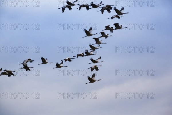 Cranes flying, grey crane (Grus grus), bird migration, evening sky, Rehdener Geestmoor, Diepholzer Moorniederung, Dümmer nature park Park, Diepholz, Lower Saxony, Germany