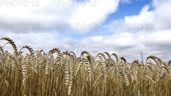 Wheat with ripe ears, Naumburg, 26.07.2025