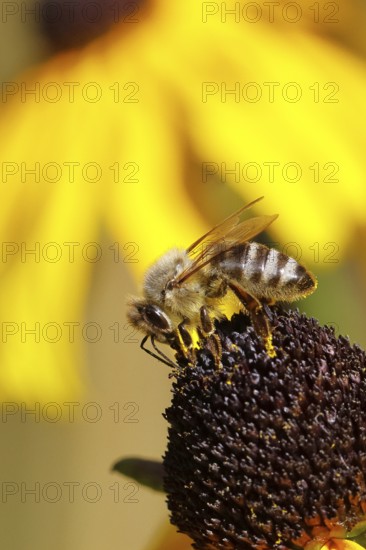European honey bee (Apis mellifera), collecting nectar from a yellow coneflower (Echinacea paradoxa), macro photograph, Wilnsdorf, North Rhine-Westphalia, Germany