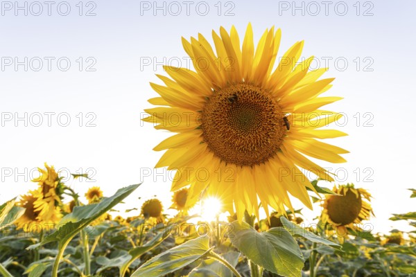Radiant sunflower in the evening light with sun star