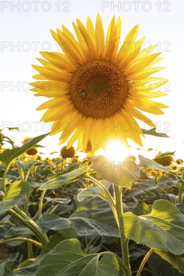 Radiant sunflower in the evening light with sun star