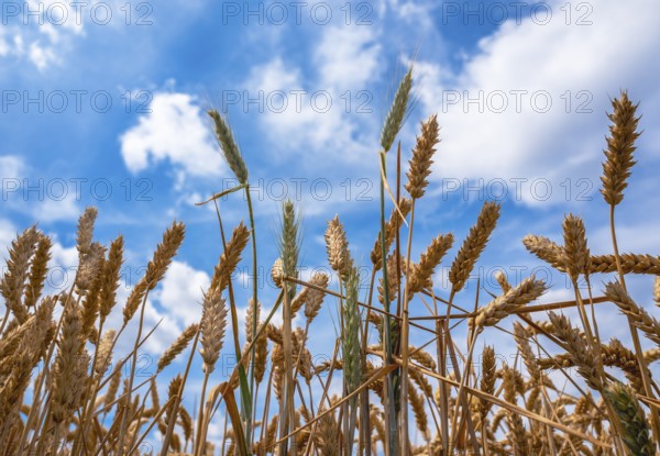 Cereal fields on the Panoramweg in Flörsheim, Hesse, Germany