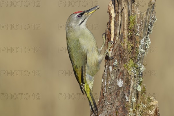 Grey-headed woodpecker (Picus canus), male sitting on a tree stump overgrown with moss and lichen, Wildlife, Woodpeckers, Birds, Nature photography, Wilnsdorf, North Rhine-Westphalia, Germany