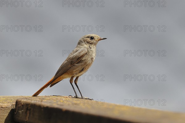 Black redstart (Phoenicurus ochruros), on a balcony, Wilnsdorf, North Rhine-Westphalia, Germany