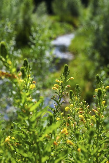 Bottrop, North Rhine-Westphalia, Germany - Renaturalised Boye, the tributary of the Emscher, has been transformed into a near-natural watercourse, flood protection through newly designed flooding areas, the Boye is now free of sewage after the construction of a parallel sewer, is part of the Emscher river system and thus part of the Emscher conversion, was previously an open, above-ground wastewater channel, mixed water channel with surface water and wastewater. Yellow-flowering evening primroses in front
