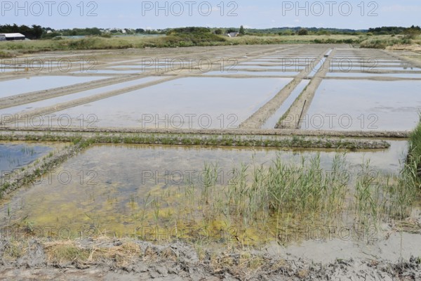 Seawater salt pans, Guerande, Loire-Atlantique, Pays de la Loire, Brittany, France