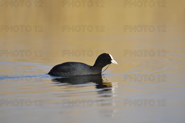 Eurasian Coot (Fulica atra) swimming, North Rhine-Westphalia, Germany