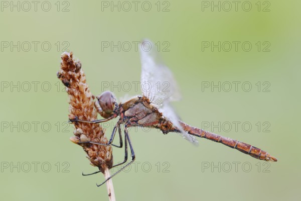 Vagrant darter (Sympetrum vulgatum), male, North Rhine-Westphalia, Germany