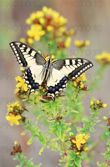 Swallowtail (Papilio machaon), North Rhine-Westphalia, Germany