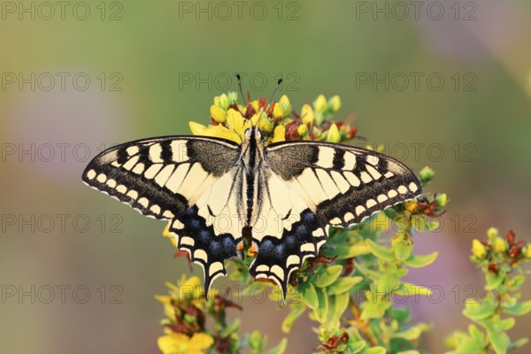 Swallowtail (Papilio machaon), North Rhine-Westphalia, Germany