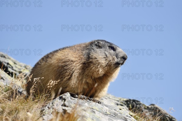 Alpine marmot (Marmota marmota), Hohe Tauern National Park, Austria