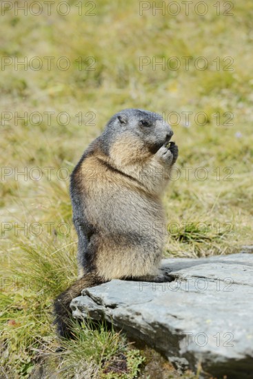 Alpine marmot (Marmota marmota), feeding, Hohe Tauern National Park, Austria