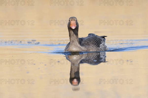 Greylag goose (Anser anser), swimming, North Rhine-Westphalia, Germany
