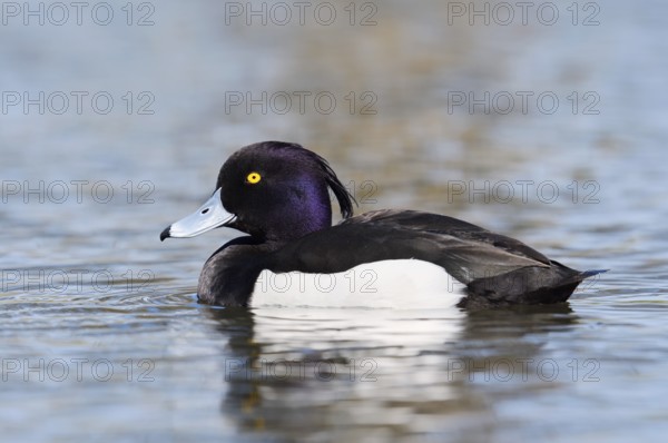 Tufted Duck (Aythya fuligula), drake, swimming, North Rhine-Westphalia, Germany