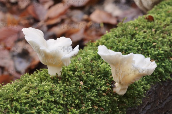 Lung mushroom or spoon-shaped mushroom (Pleurotus pulmonarius), North Rhine-Westphalia, Germany