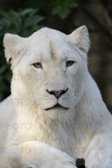 White lion (Panthera leo), female, portrait, captive