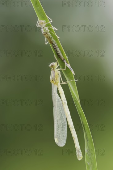 Willow Emerald Damselfly (Chalcolestes viridis) freshly hatched dragonfly and exuvia, North Rhine-Westphalia, Germany