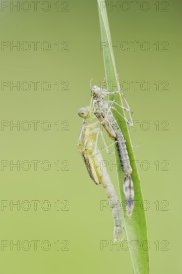Willow Emerald Damselfly (Chalcolestes viridis) freshly hatched dragonfly hanging from its exuvia, North Rhine-Westphalia, Germany