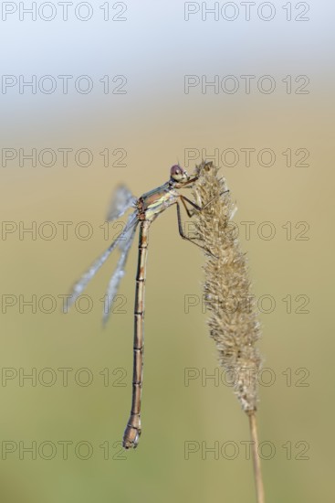 Willow Emerald Damselfly (Chalcolestes viridis), female, North Rhine-Westphalia, Germany