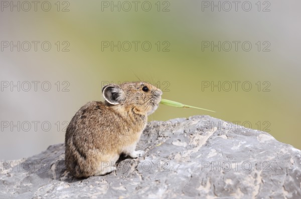 American pika (Ochotona princeps) sitting on a rock and eating blades of grass, Jasper National Park, Alberta, Canada