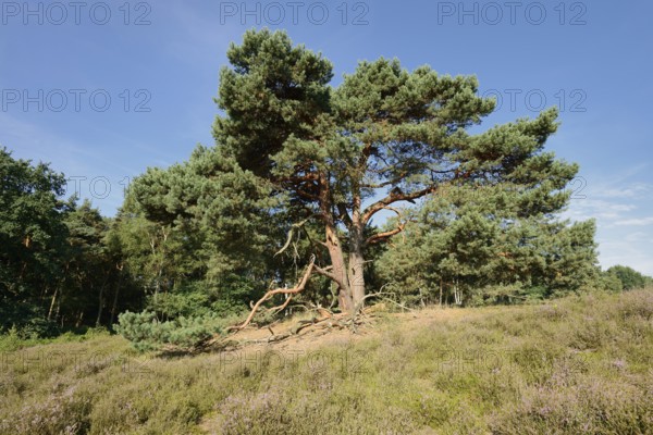 Scots pine or Scots pine (Pinus sylvestris) in heathland, Westruper Heide, North Rhine-Westphalia, Germany