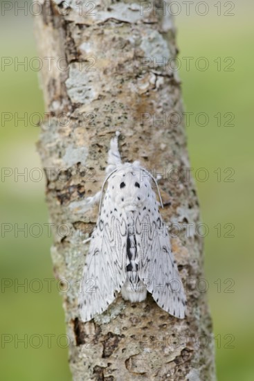 Cerura erminea or ermine moth (Cerura erminea), France