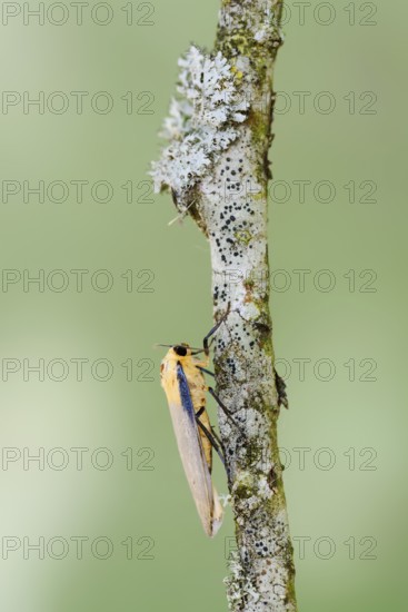 Four-spot lichen bear or large lichen bear (Lithosia quadra), male, France