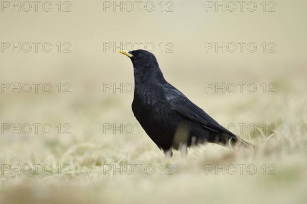 Alpine chough (Pyrrhocorax graculus), Hohe Tauern National Park, Austria