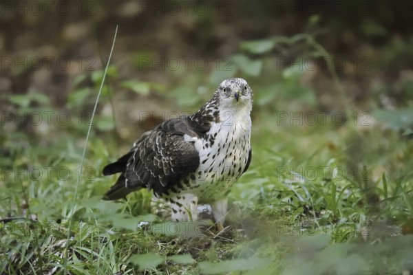 Honey buzzard (Pernis apivorus), North Rhine-Westphalia, Germany
