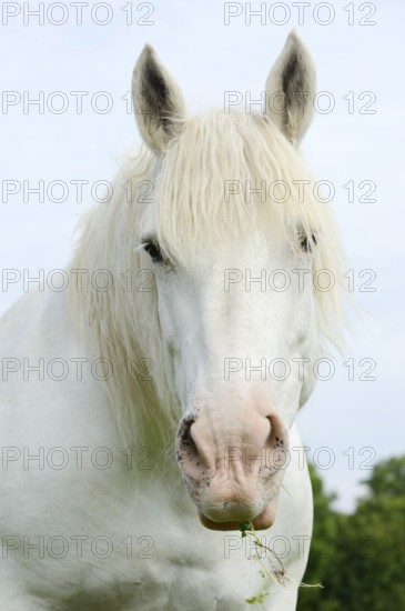 Domestic horse, Percheron (Equus caballus), portrait, Normandy, France