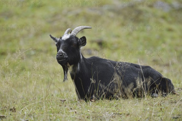 Domestic goat (Capra aegagrus hircus, Capra hircus), billy goat, North Rhine-Westphalia, Germany