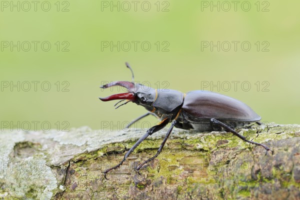 Stag beetle (Lucanus cervus), male, Normandy, France