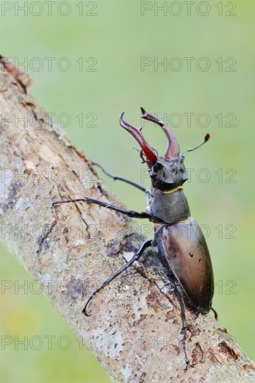 Stag beetle (Lucanus cervus), male, Normandy, France