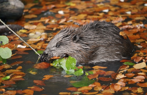 European beaver (Castor fiber), young animal feeding on a branch in the water, autumn, North Rhine-Westphalia, Germany