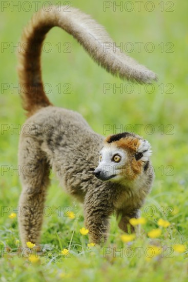 Crowned lemur (Eulemur coronatus), male, captive, found in Madagascar