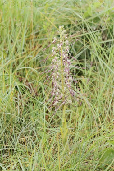 Goat's tongue (Himantoglossum hircinum), flowering, Centre region, France