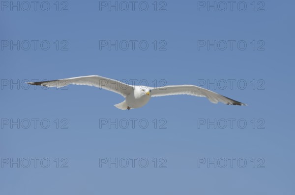 Herring Gull (Larus argentatus) in flight, Normandy, France
