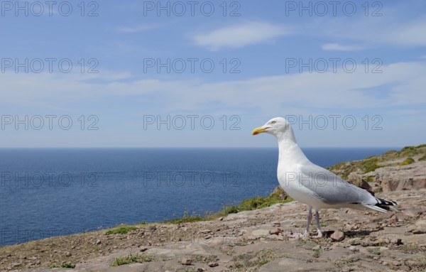Herring Gull (Larus argentatus) standing on a rock on the coast, Brittany, France