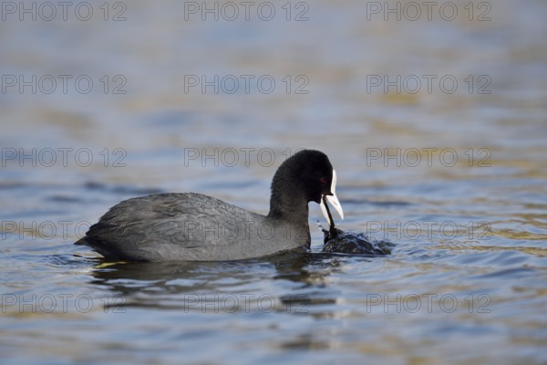 Eurasian Coot (Fulica atra) swimming, North Rhine-Westphalia, Germany