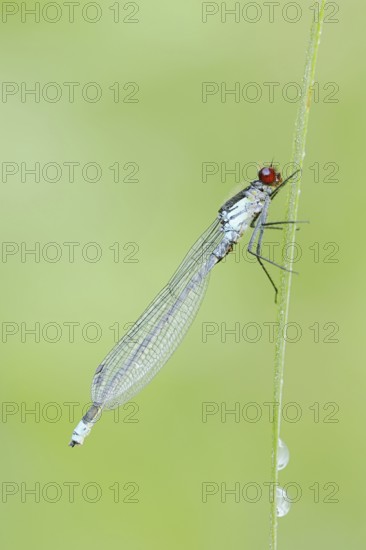 Red-eyed Damselfly (Erythromma najas), male, North Rhine-Westphalia, Germany