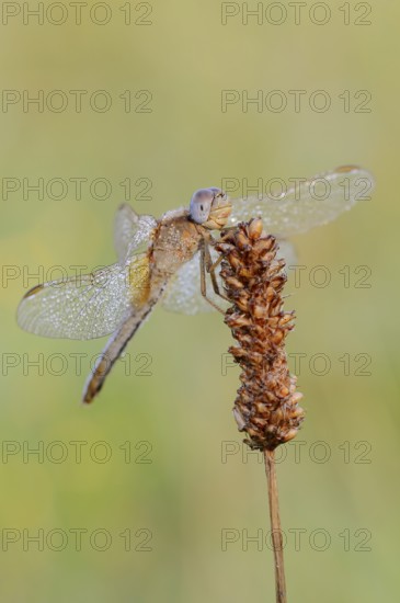Scarlet Dragonfly (Crocothemis erythraea), female with dewdrops, North Rhine-Westphalia, Germany