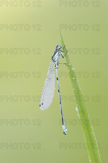 Horseshoe Damselfly (Coenagrion puella), male, North Rhine-Westphalia, Germany
